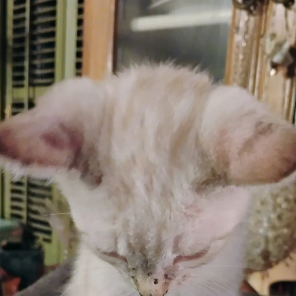 chat with ai character: Leo