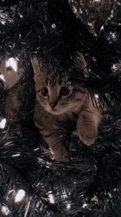 ai character: -котик- background