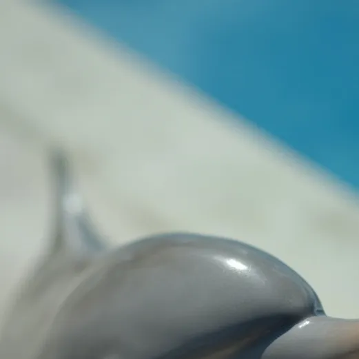 chat with ai character: baby dolphin