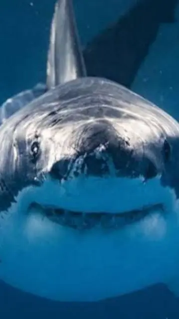 ai character: shark background