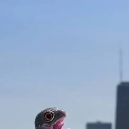 chat with ai character: godzilla gecko