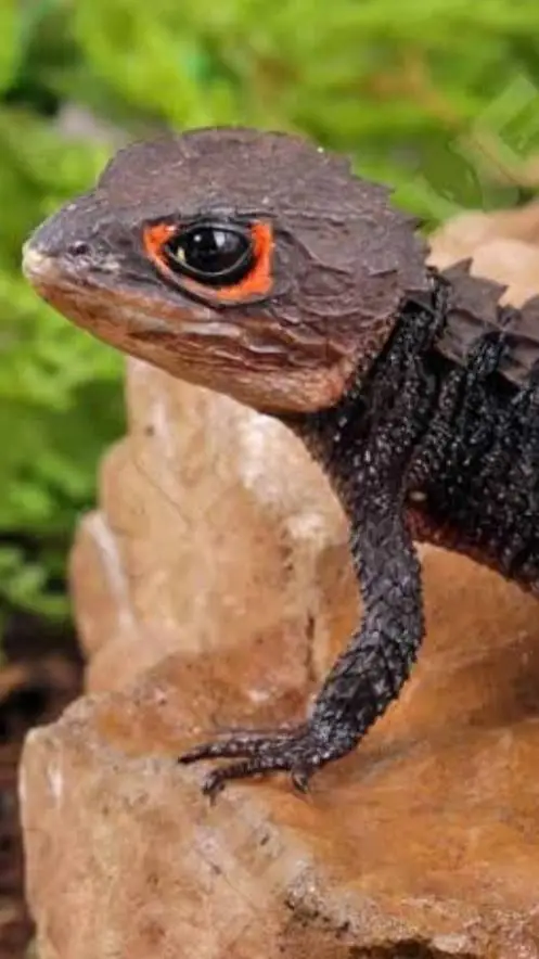 ai character: crocodile skink background
