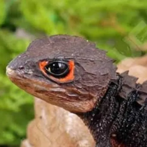 chat with ai character: crocodile skink