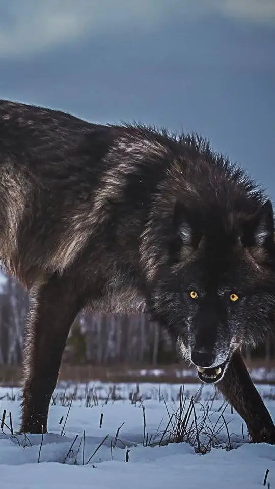 ai character: Norbert Loup gris  background