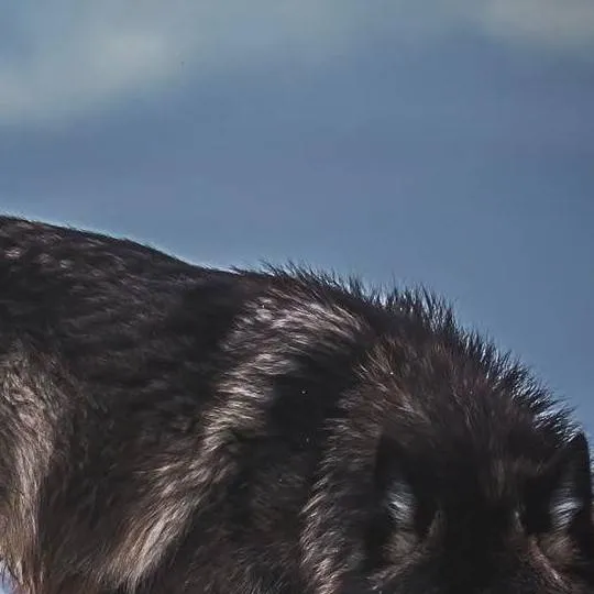 chat with ai character: Norbert Loup gris 