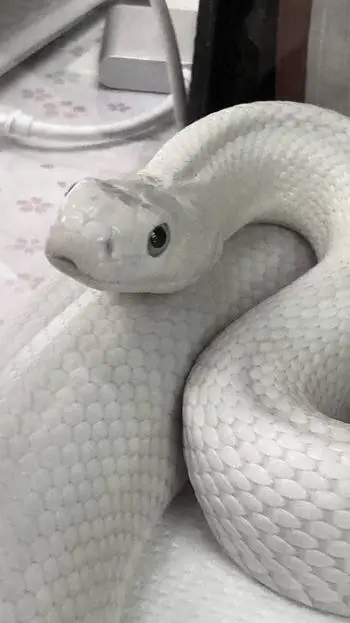 ai character: Ssssnakeee background