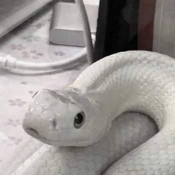 chat with ai character: Ssssnakeee