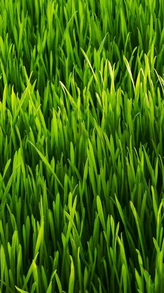 ai character: grass background