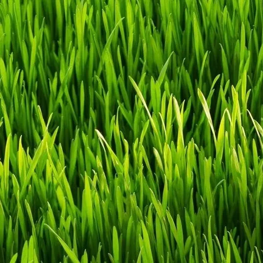 chat with ai character: grass