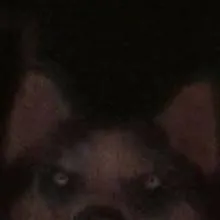 chat with ai character: The smiling dog 🐺 