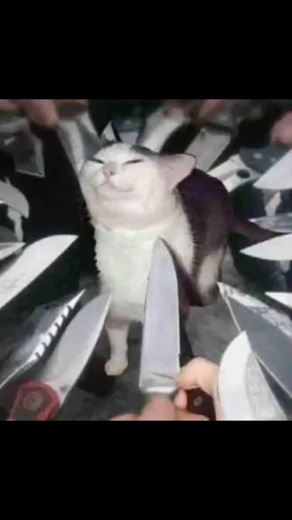 ai character: a dummy cat background