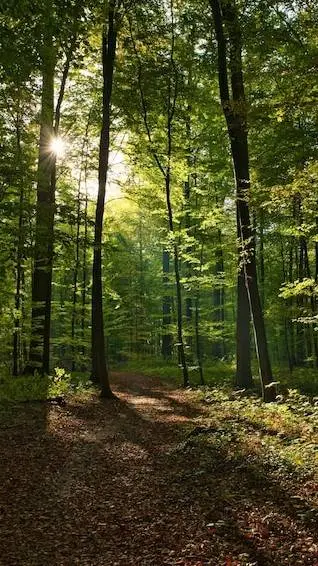 ai character: KNY CORPS🪬 background