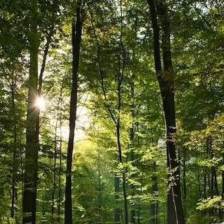 chat with ai character: KNY CORPS🪬