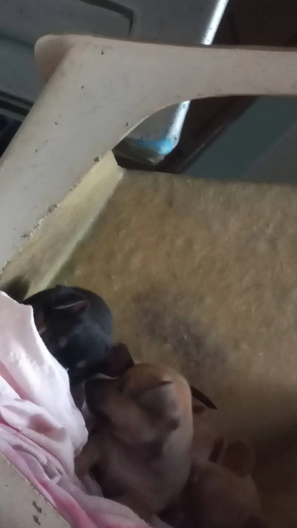 ai character: Sammy background