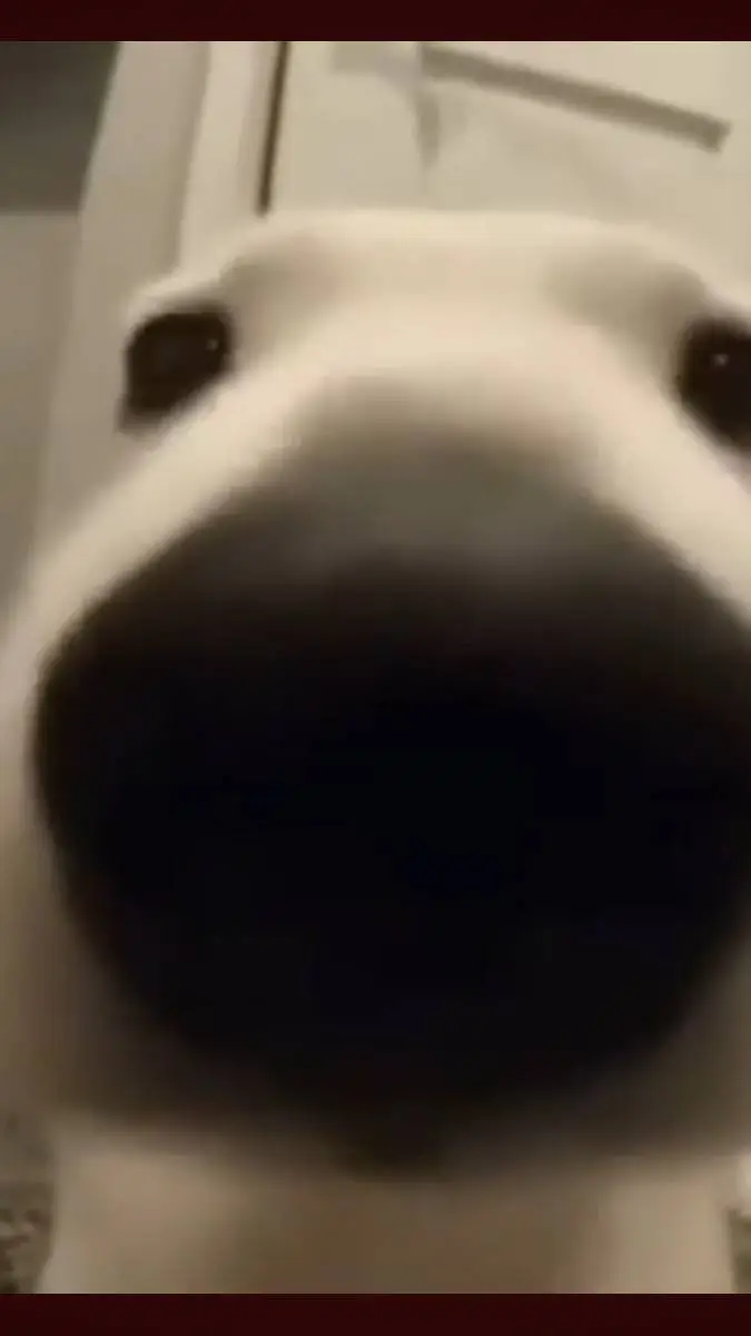 ai character: sniffing dog background