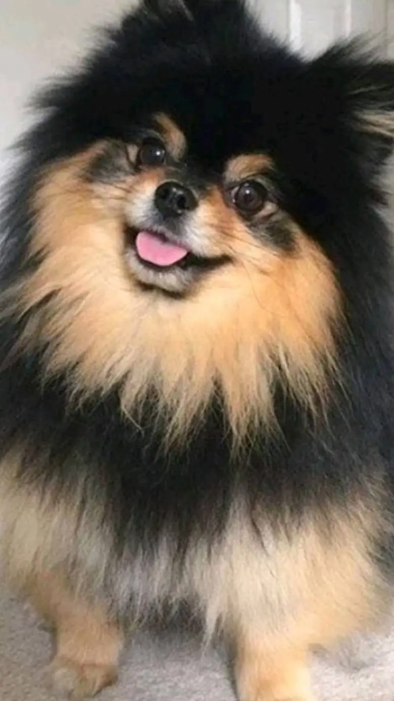 ai character: Yeontan background