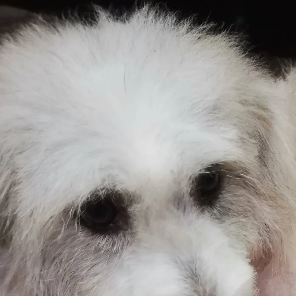 chat with ai character: Forsaken Pick me 