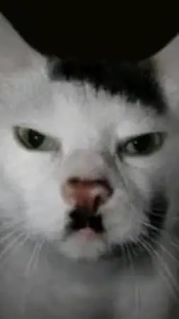 ai character: cat ? background