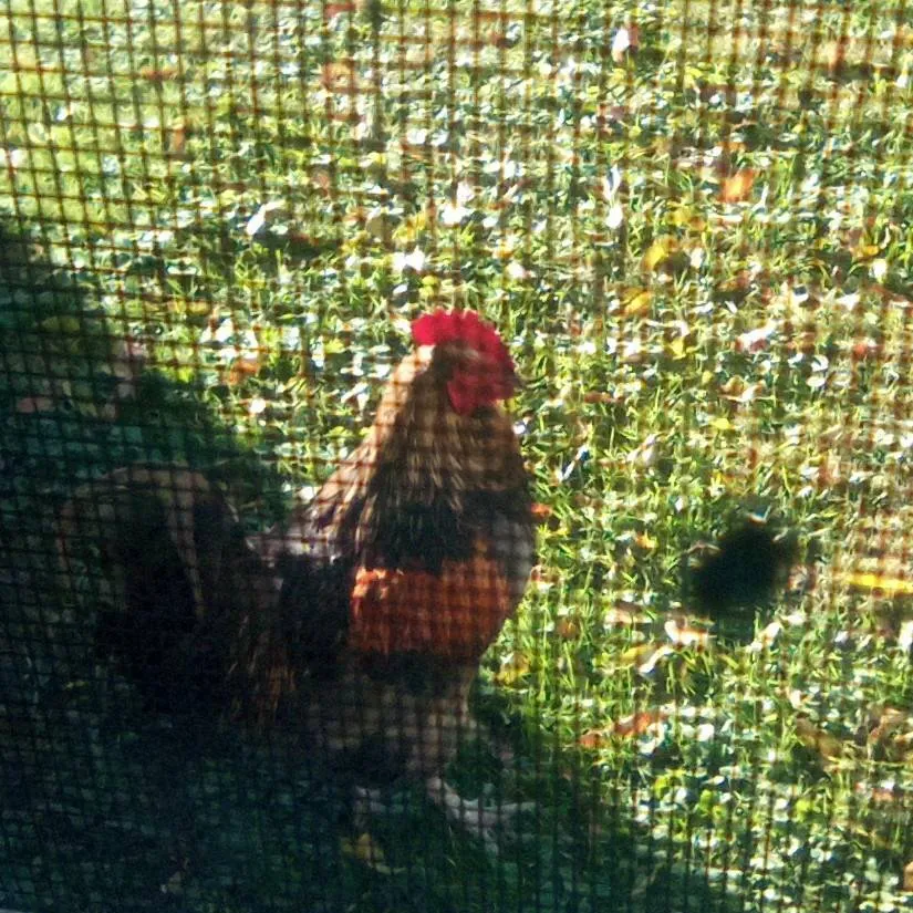 chat with ai character: blu