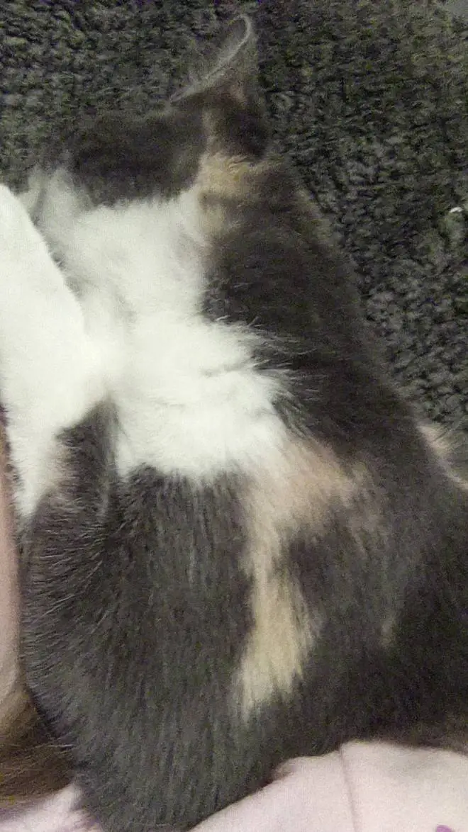 ai character: 99 nights  background