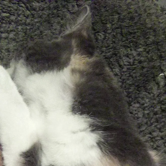 chat with ai character: 99 nights 