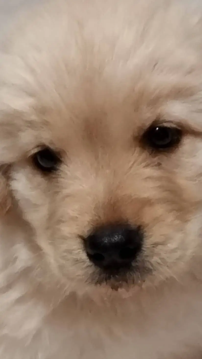 ai character: My dog  background