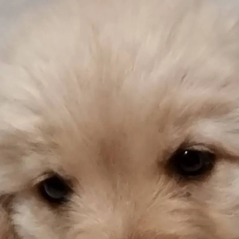 chat with ai character: My dog 