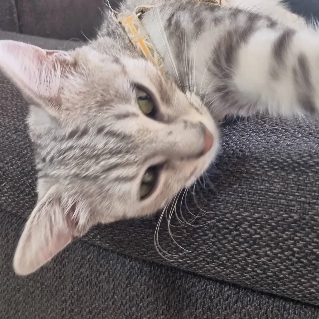 chat with ai character: pincha