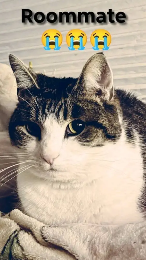 ai character: India school background