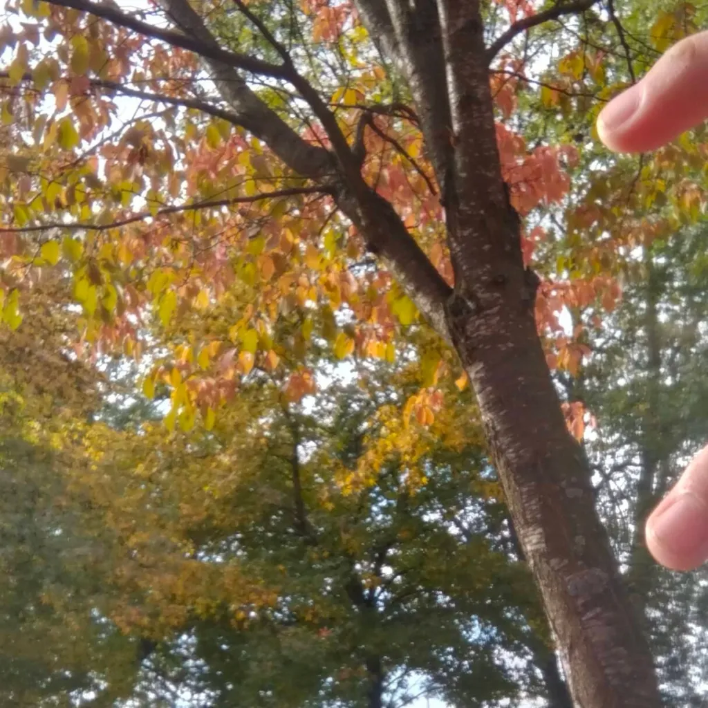 chat with ai character: forsaken vs irl 