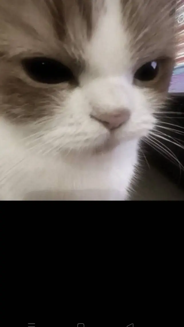 Talkie AI - Chat with cat want your food