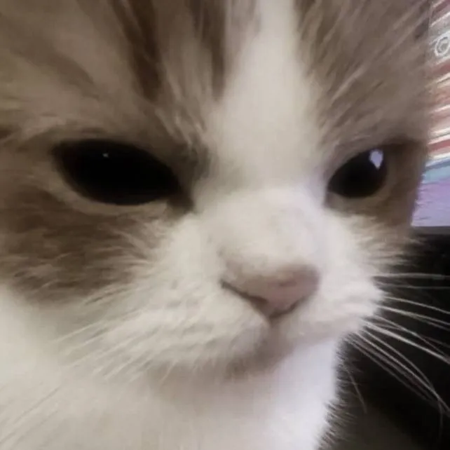 chat with ai character: cat want your food