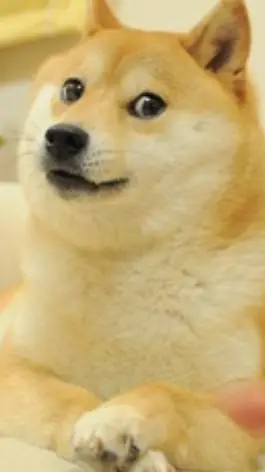 Talkie AI - Chat with dog wants ur food