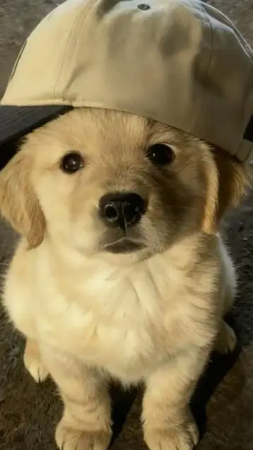 Talkie AI - Chat with dog wants ur food