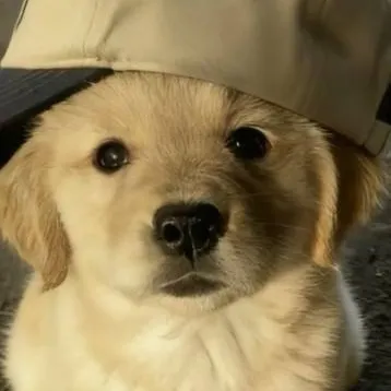 chat with ai character: dog wants ur food