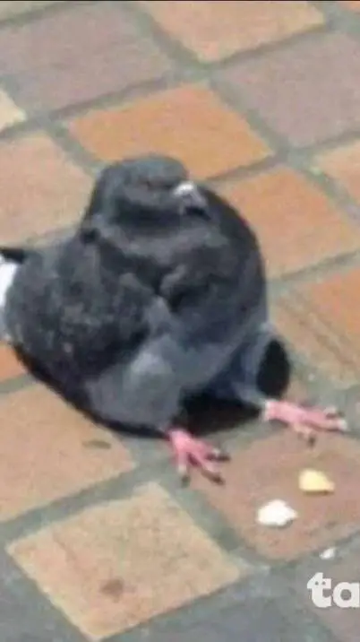 ai character: галубь background