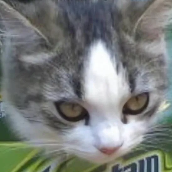 chat with ai character: Mountain Dew Cat