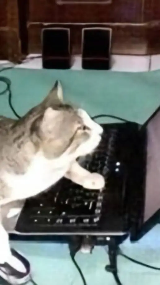 Talkie AI - Chat with Computer Cat