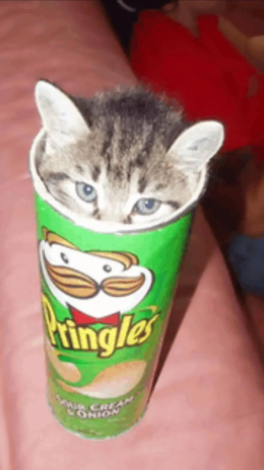 ai character: Pringles Cat background