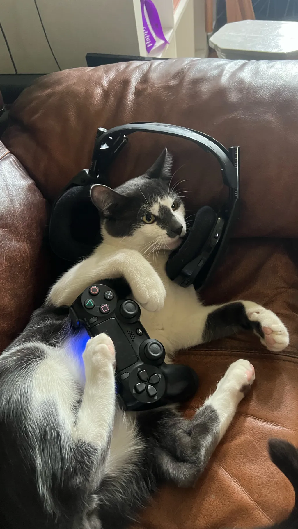 ai character: Gamer Cat background