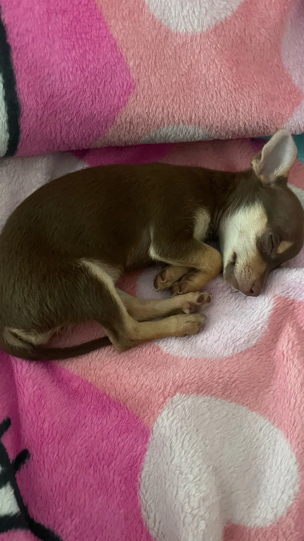 ai character: Rose background