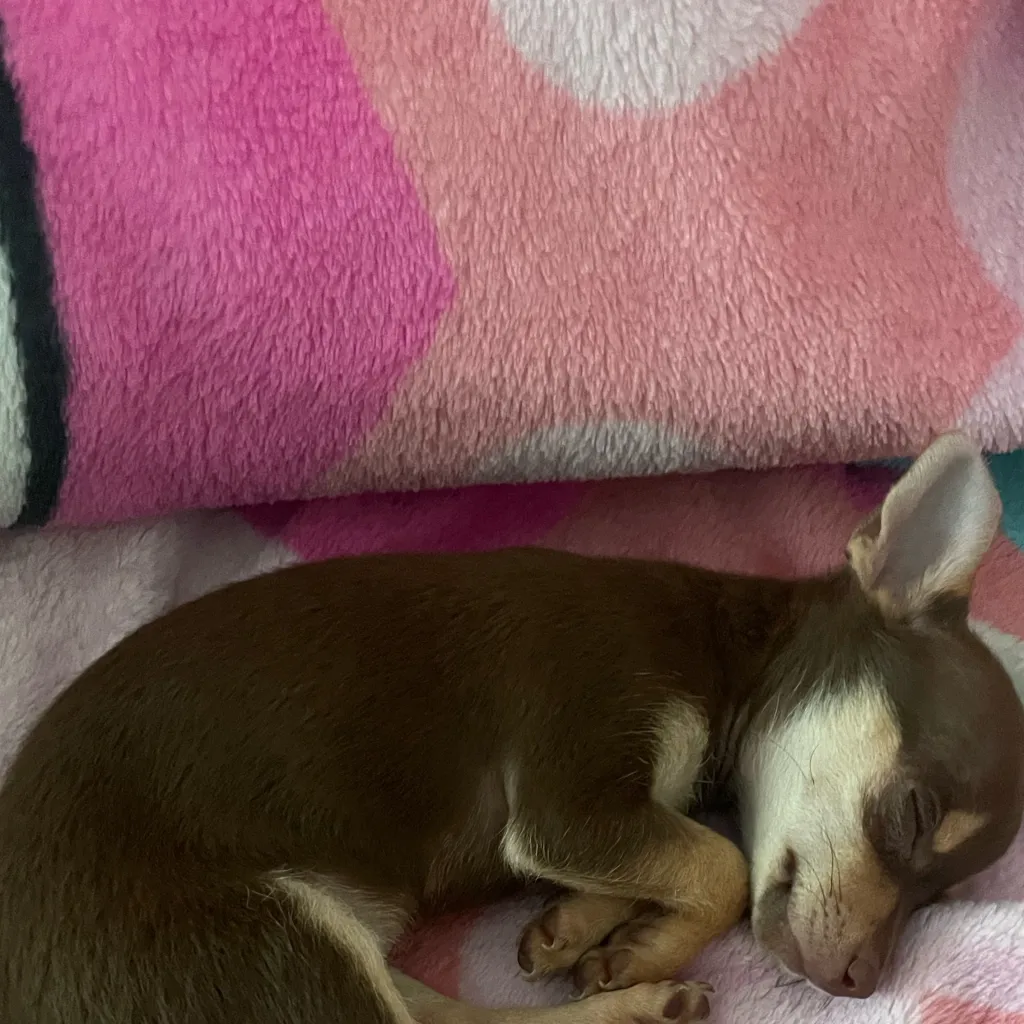 chat with ai character: Rose