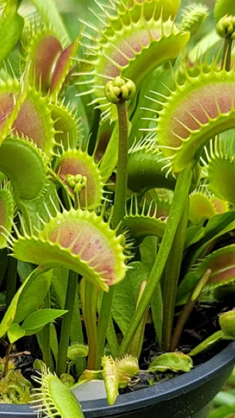 ai character: Venus flytrap background