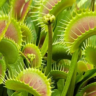 chat with ai character: Venus flytrap
