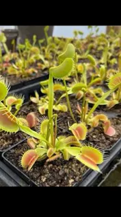 ai character: Venus flytrap 2 background