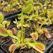 chat with ai character: Venus flytrap 2