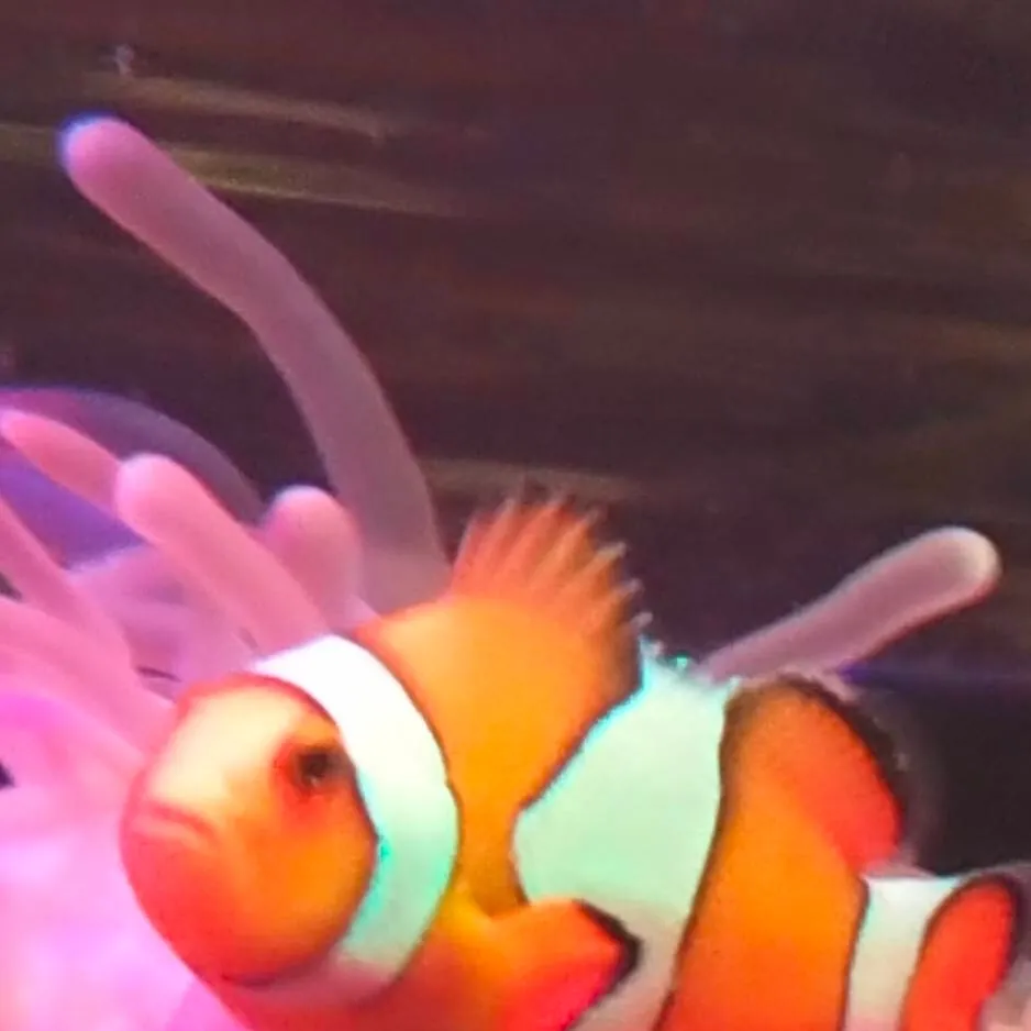 chat with ai character: clowny