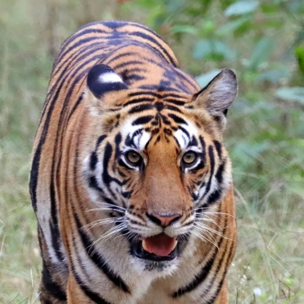 chat with ai character: animal life