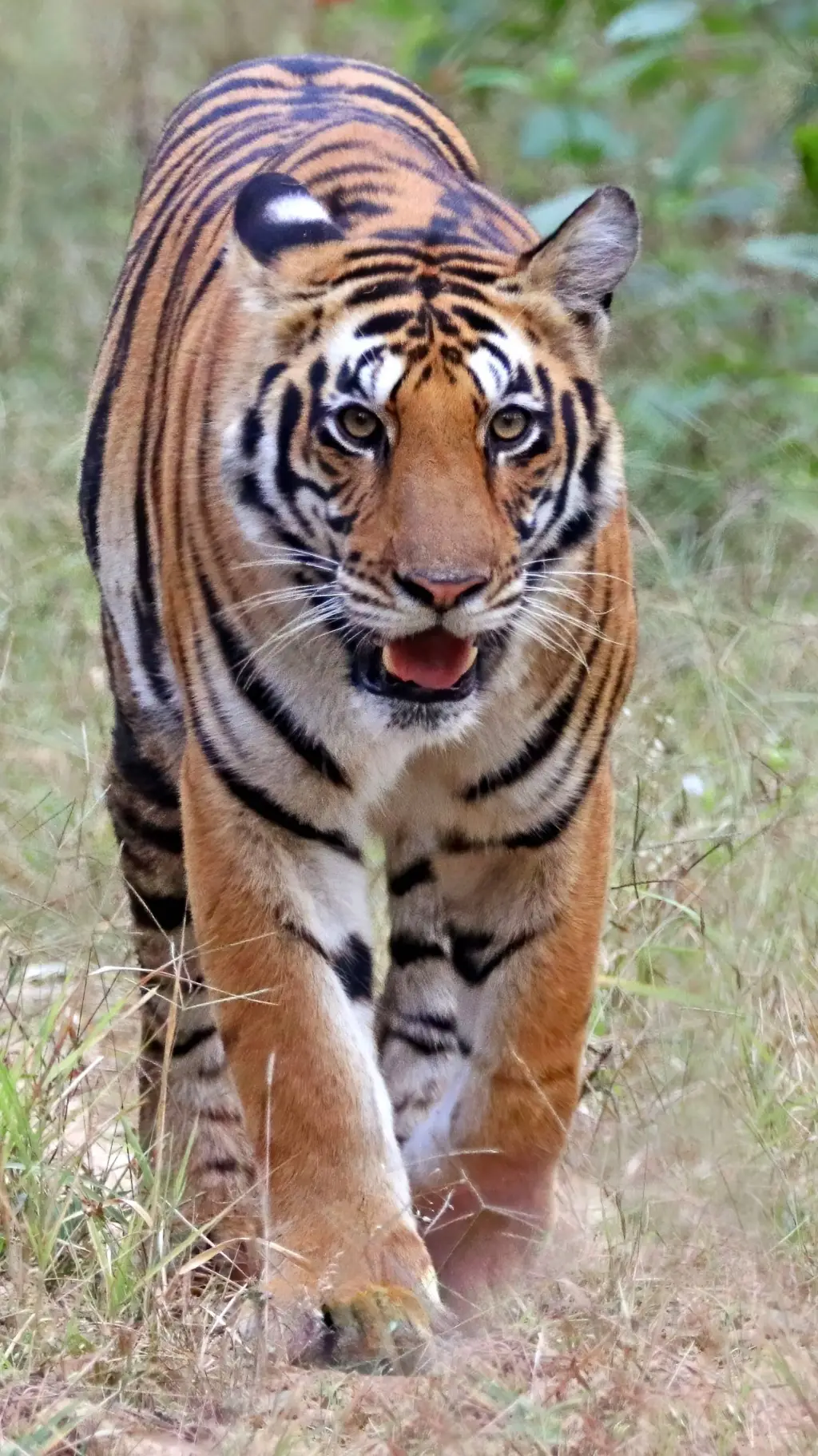 Talkie AI - Chat with animal life