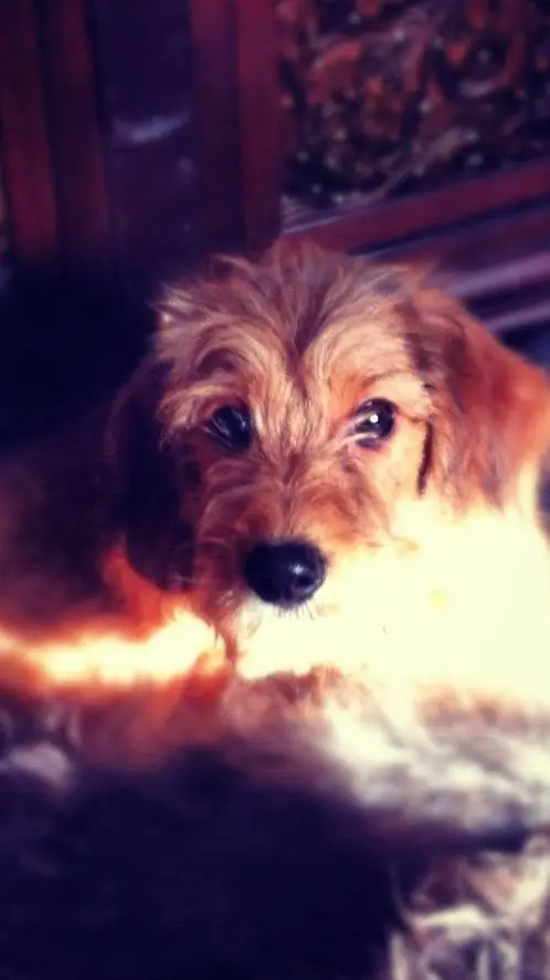 ai character: dog life background